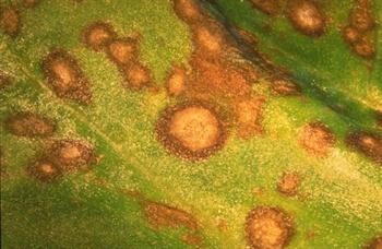 لکه گرد برگ چغندر